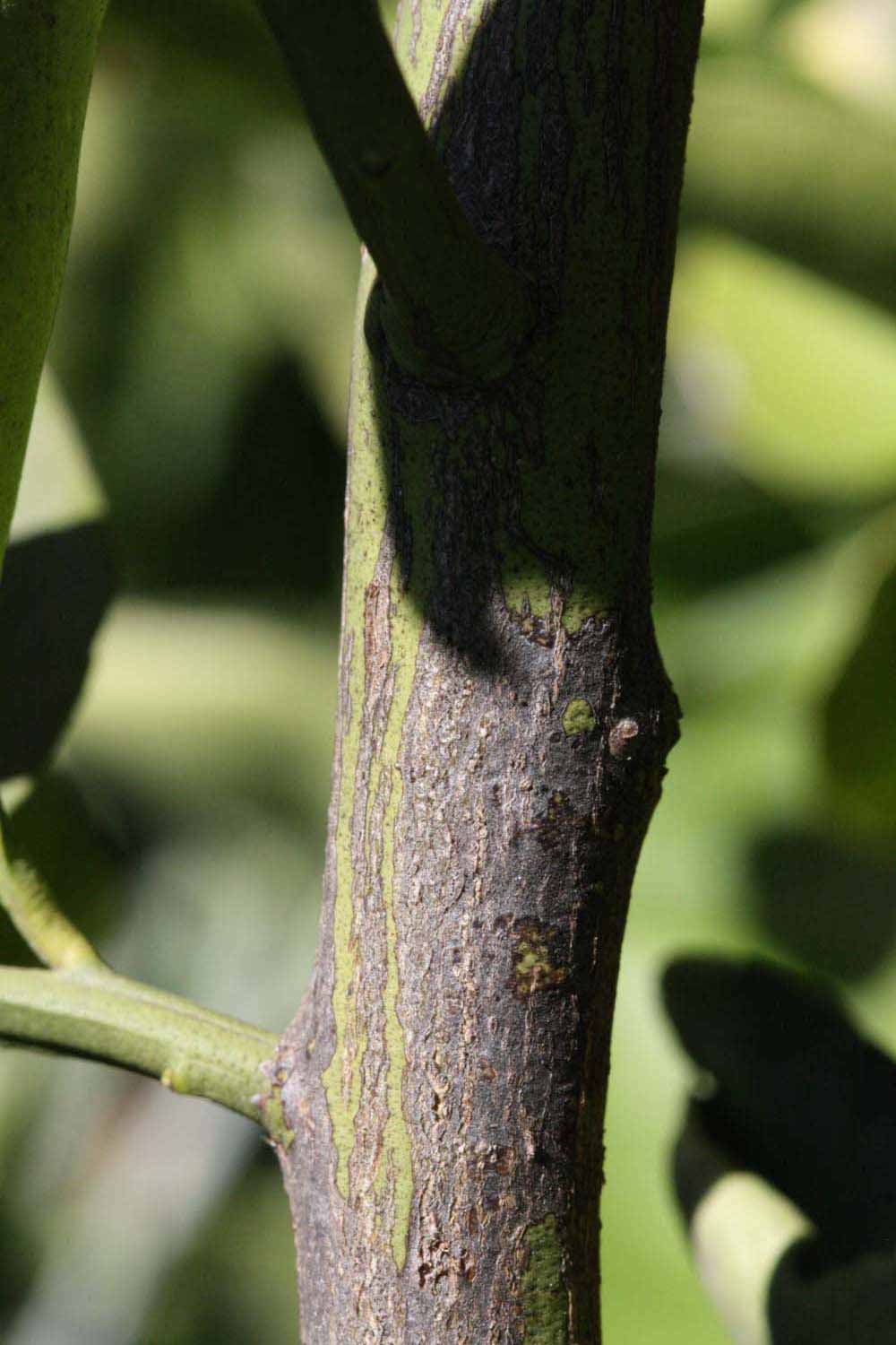              Second - third year twig (Riverside, CA)       